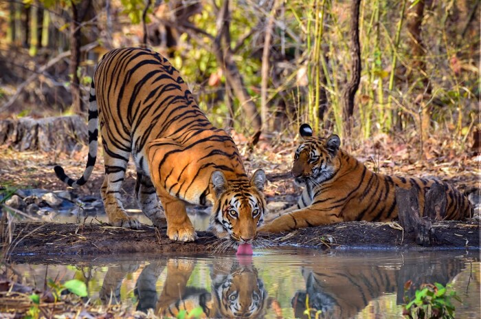 वाइल्ड लाईफ फोटोग्राफीसाठी धनंजय गुट्टे यांना चार राज्यस्तरीय व दोन राष्ट्रीय पुरस्कार मिळाले आहेत. 