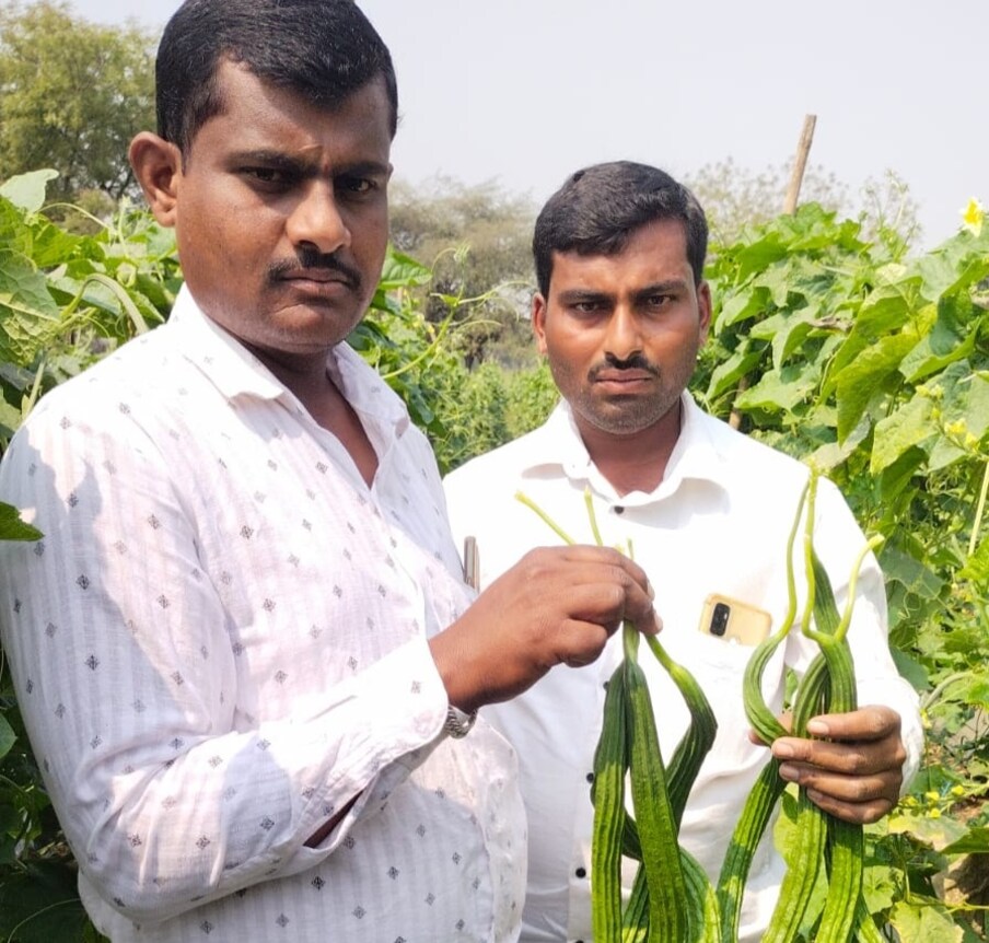 पूर्वी मी पारंपारिक शेती करत होतो मात्र यंदा आधुनिक शेतीचा निर्णय घेतला. त्यामुळे कमी खर्चात आणि कमी काळात मला लाखोंचे उत्पन्न मिळत असल्याचे शेतकरी परशुराम करे सांगतात. 
