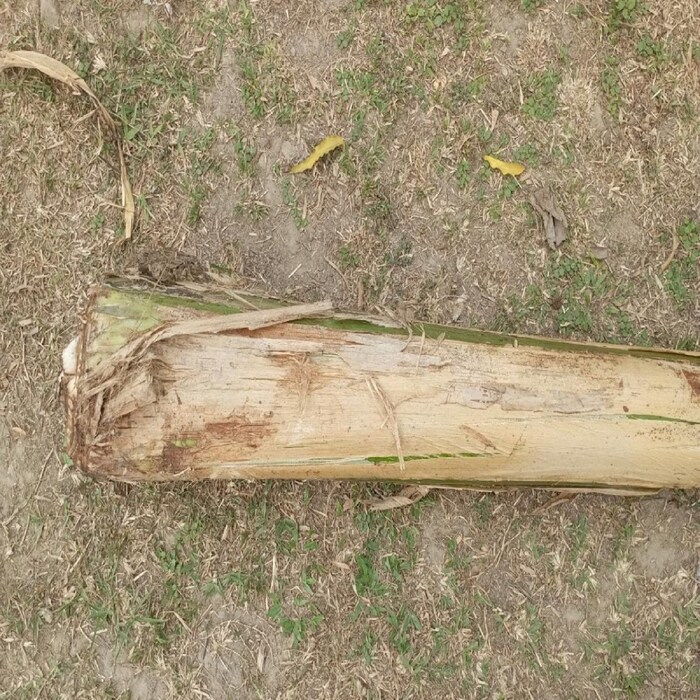 अॅसिडिटीची वारंवार समस्या येत असल्यास, केळीच्या खोडाचा ज्युस प्यावा. यामुळे तुमच्या शरीरातील ऍसिडिक पातळी नियंत्रित करण्यात आणि संतुलन पुनर्संचयित करण्यात मदत होते. हे छातीत जळजळ आणि अस्वस्थता आणि पोटात जळजळ यापासून आराम देते.