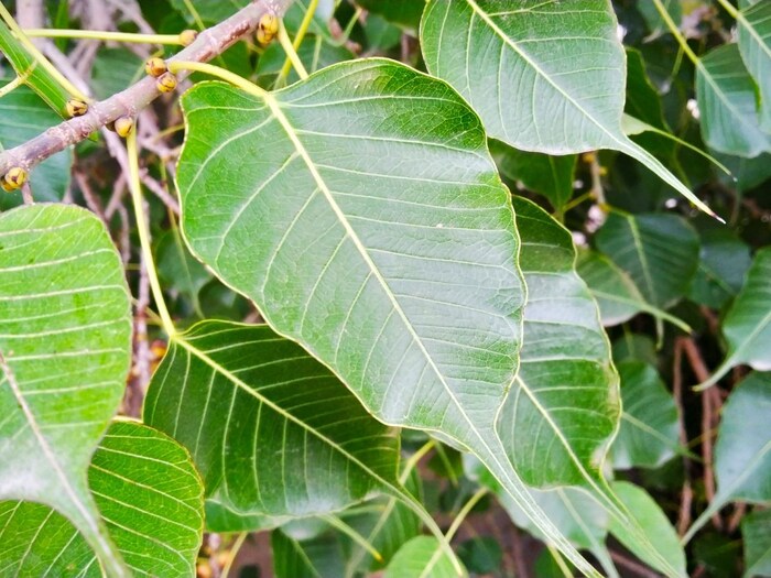 पिंपळाचे झाड- हिंदू धर्मात पिंपळाचे झाड पवित्र मानले जाते. धार्मिक मान्यतेनुसार पिंपळाच्या झाडामध्ये 33 कोटी देवता वास करतात. पिंपळाच्या झाडामध्ये भगवान विष्णू वास करतात, असे मानले जाते, त्यामुळे पिंपळाच्या झाडाची पूजा केल्यानं आरोग्याचे वरदान मिळते आणि व्यक्तीच्या जीवनातील अनेक प्रकारची संकटे दूर होतात, असे मानले जाते.