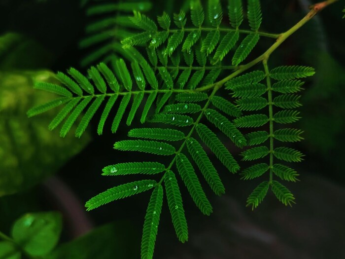 शमी वृक्ष - हिंदू धर्मात शमीच्या झाडाला खूप महत्त्व आहे. असे मानले जाते की शमीच्या झाडाची नियमित पूजा केल्यास शत्रूवर विजय प्राप्त होतो. हे झाड खूप शुभ आहे. भगवान रामानेही शमी वृक्षाची पूजा केली. हे झाड श्रीगणेश आणि शनिदेवालाही खूप प्रिय आहे. याशिवाय शमीच्या झाडाची पानेही भगवान शंकराला अर्पण केली जातात.