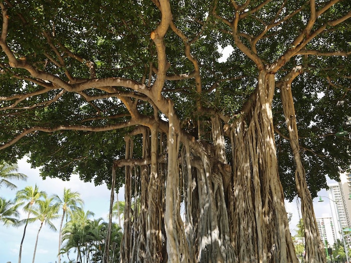 वटवृक्षाची पूजा- वटवृक्षाला वड किंवा देववृक्ष असेही म्हणतात. वटवृक्षात भगवान भोलेनाथ वास करतात, अशी पौराणिक मान्यता आहे. वटवृक्षाची पूजा केल्यानं अक्षय पुण्य प्राप्त होतं. प्रत्येक महिन्यातील त्रयोदशी तिथीला वटवृक्षाची पूजा करणे शुभ मानले जाते. वटवृक्षाखाली शिवलिंग ठेऊन भगवान शंकराची पूजा केल्याने आशीर्वाद मिळतात, असे मानले जाते.   (सूचना : येथे दिलेली माहिती धार्मिक श्रद्धेवर आधारित आहे. याला कोणताही शास्त्रीय पुरावा नाही. न्यूज 18 लोकमत त्याची हमी देत नाही.)