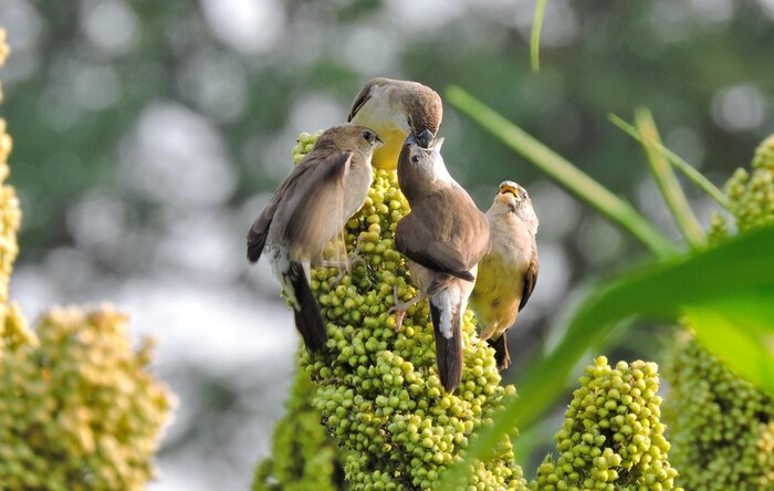 आज 20 मार्च हा 'जागतिक चिमणी दिवस' (world sparrow day) म्हणून जगभरात साजरा केला जातो. 