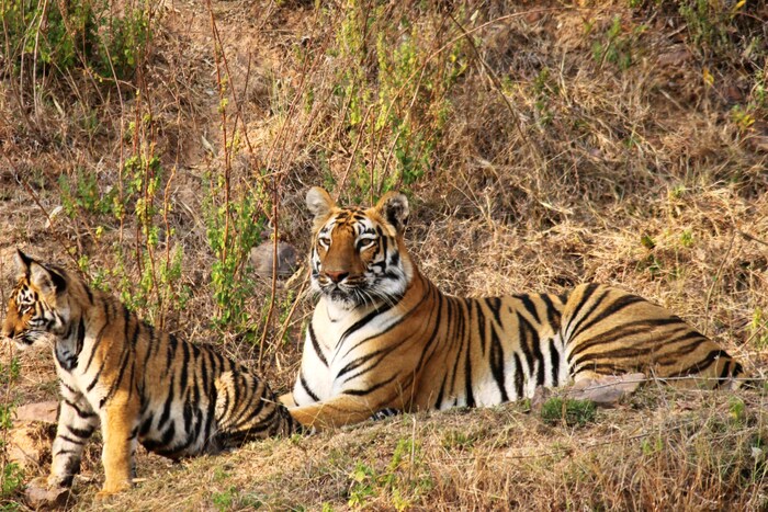   ताडोबा अंधारी व्याघ्र प्रकल्पातील कोलारा बफर वनक्षेत्रात वाघाचे संपूर्ण कुटुंब पाण्याच्या शोधात पाणवठयावर आले होते.