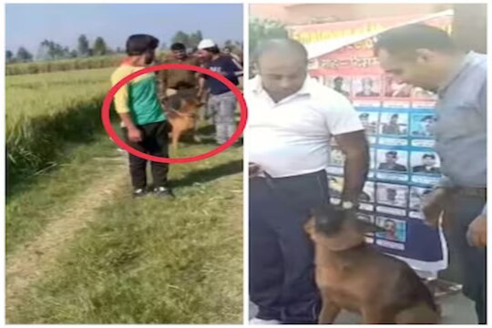 कॅटी