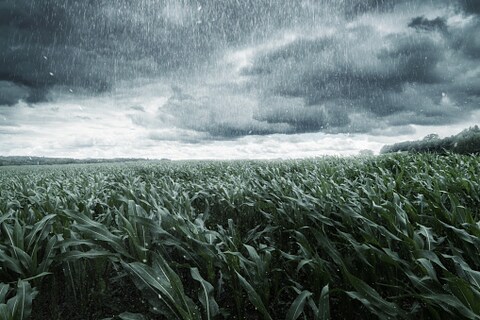 Raining in farms