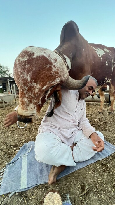 गिर गौ जतन संस्थेचे मालक रमेशभाई रुपारेलिया यांनी हा नंदी त्यांचे मित्र प्रभात सिंह गंगना यांच्याकडून 42 लाख रुपये देऊन विकत घेतला. यासाठी रमेशभाईंनी कर्जही घेतले आहे. रमेशभाईंना हा नंदी पहिल्याच नजरेत आवडला होता, शिवाय त्यांना हा नंदी पहिल्याच नजरेत आवडला होता.