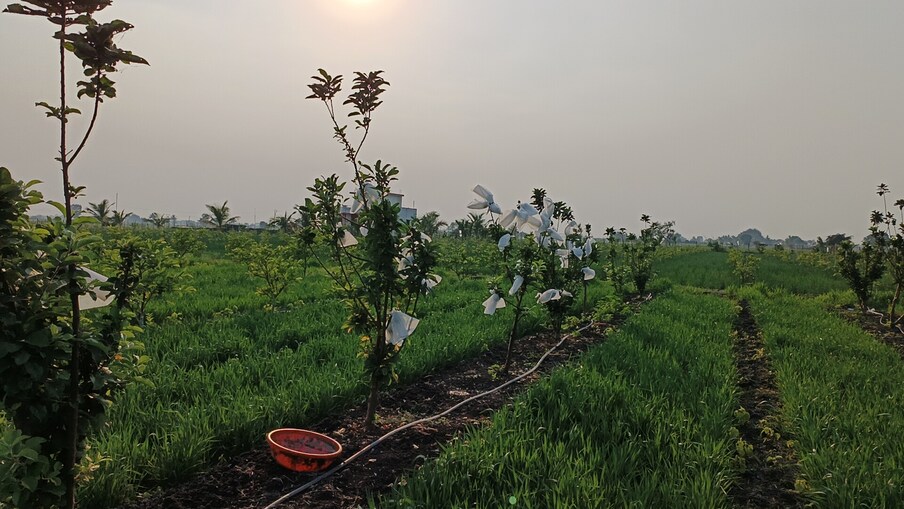 कृषी प्रधान असणाऱ्या भारतात भौगोलिक रचना, हवामान यानुसार पीक पद्धती वेगवेगळी आहे. परंतु, आधुनिक पद्धतीने काही शेतकरी थंड प्रदेशातील पिकेही दुष्काळी भागात घेऊ लागले आहेत. 