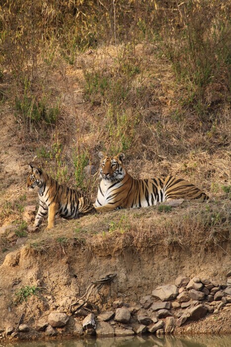 भल्या भल्यांना भुरळ पाडणाऱ्या पट्टेदार वाघोबांच्या दर्शनासाठी विदर्भात असलेले ताडोबा अंधारी व्याघ्र प्रकल्प म्हणजे सर्वांच्याच आवडीचे ठिकाण आहे. 