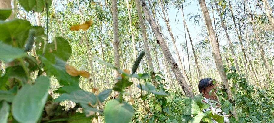पिंपळी फळांचे वाळवून 7 ते 10 क्विंटल प्रती हेक्टर उत्पादन मिळते. पिंपळीला मागणीनुसार 250 ते 700 रु. प्रती किलो भाव मिळतो.