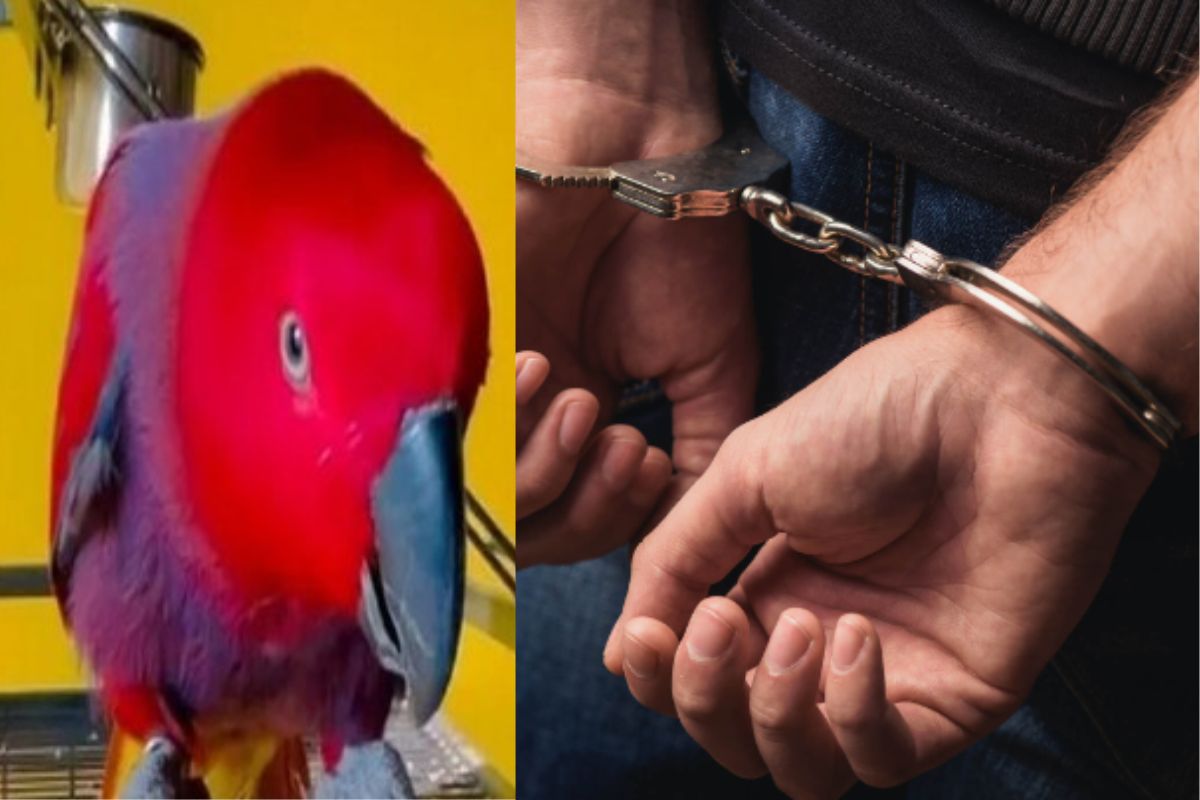 पोपटामुळे आरोपींना अटक