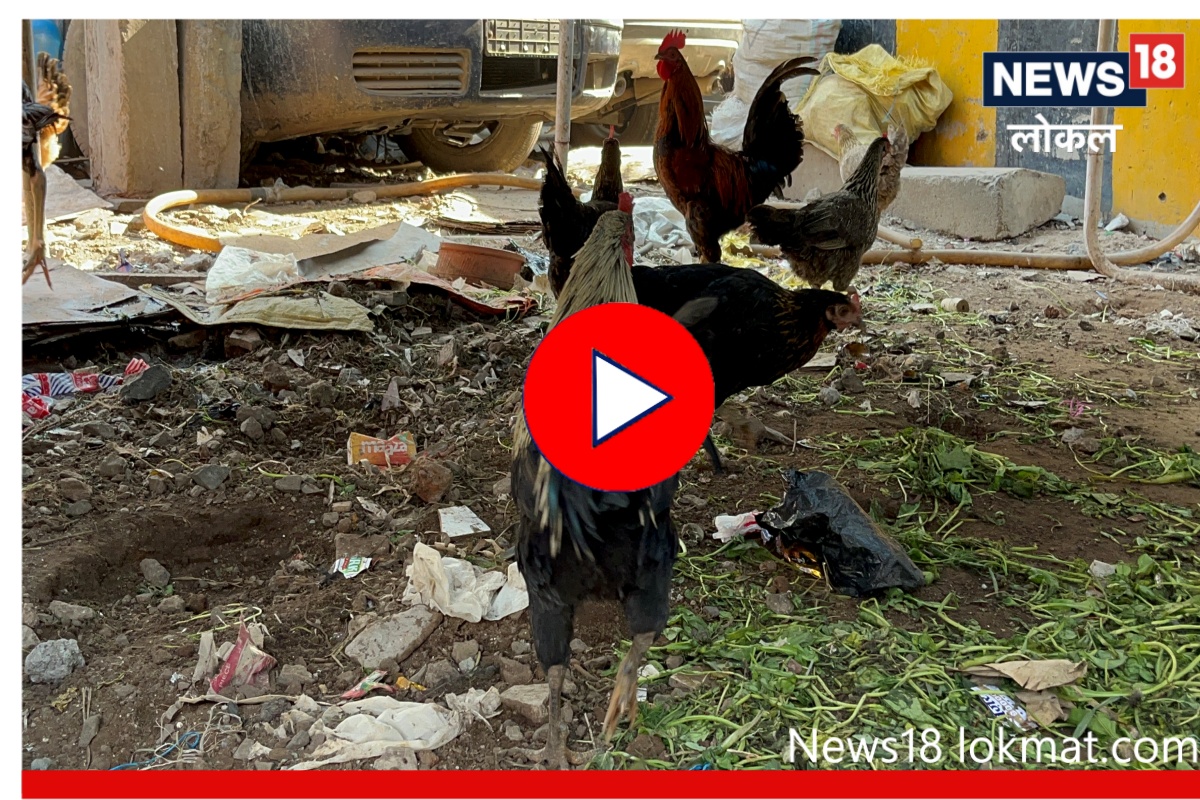 Mumbai Pollution : गोवंडीत धोक्याची घंटा, प्रदूषणामुळे 50 कोंबड्यांचा मृत्यू ! Video