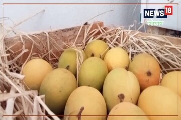 फसवणूक टाळा! अस्सल हापूस आंबा ओळखण्यासाठी 'ही' ट्रिक वापरा  Video