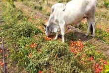 Photos: टोमॅटोला फक्त 2 रुपये किलो भाव, निराश शेतकऱ्यानं पिकांमध्ये सोडली जनावरं