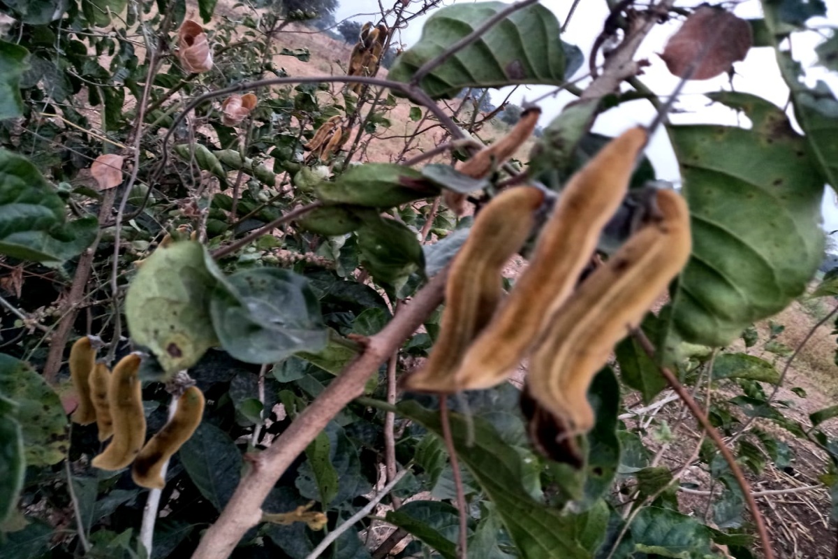 औषधी झाडाला गैरसमजुतीचा फटका, आरोग्याचं कवच असलेली 'खाज' वनस्पती धोक्यात!