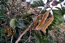 औषधी झाडाला गैरसमजुतीचा फटका, आरोग्याचं कवच असलेली 'खाज' वनस्पती धोक्यात! औषधी झाडाला गैरसमजुतीचा फटका, आरोग्याचं कवच असलेली 'खाज' वनस्पती धोक्यात!