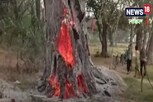 Video : पाण्याचे 3 टँकर वापरुन 'वीर बाबा' झाडाला लागलेली आग विझली नाही...