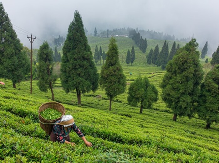 भारताच्या ईशान्य भागात असलेल्या सिक्कीम राज्यातील रहिवाशांना आयकर कायदा, 1961 च्या कलम 10(26AAA) अंतर्गत आयकर भरण्यापासून सूट देण्यात आली आहे.