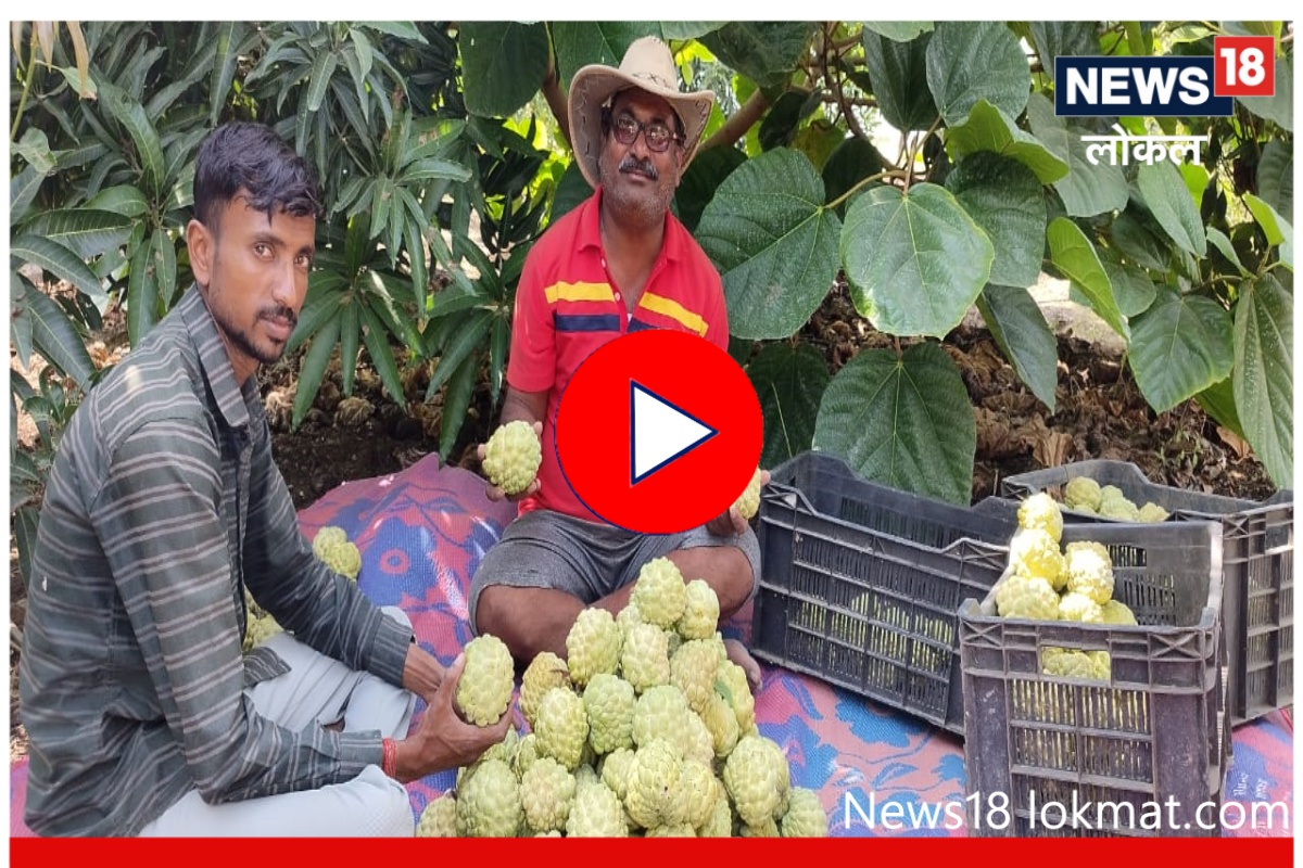 Success Story : सिताफळाचे भाव पडले म्हणून शेतकऱ्यानं शोधला नवा उद्योग,आता करतोय लाखोंची कमाई, Video