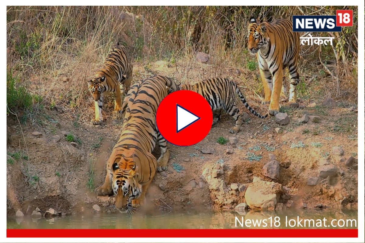 ..ताडोबाच्या जंगलात वाघाची फॅमिली ट्रिप, 2 बछड्यांसह दिसलं संपूर्ण कुटुंब! Video