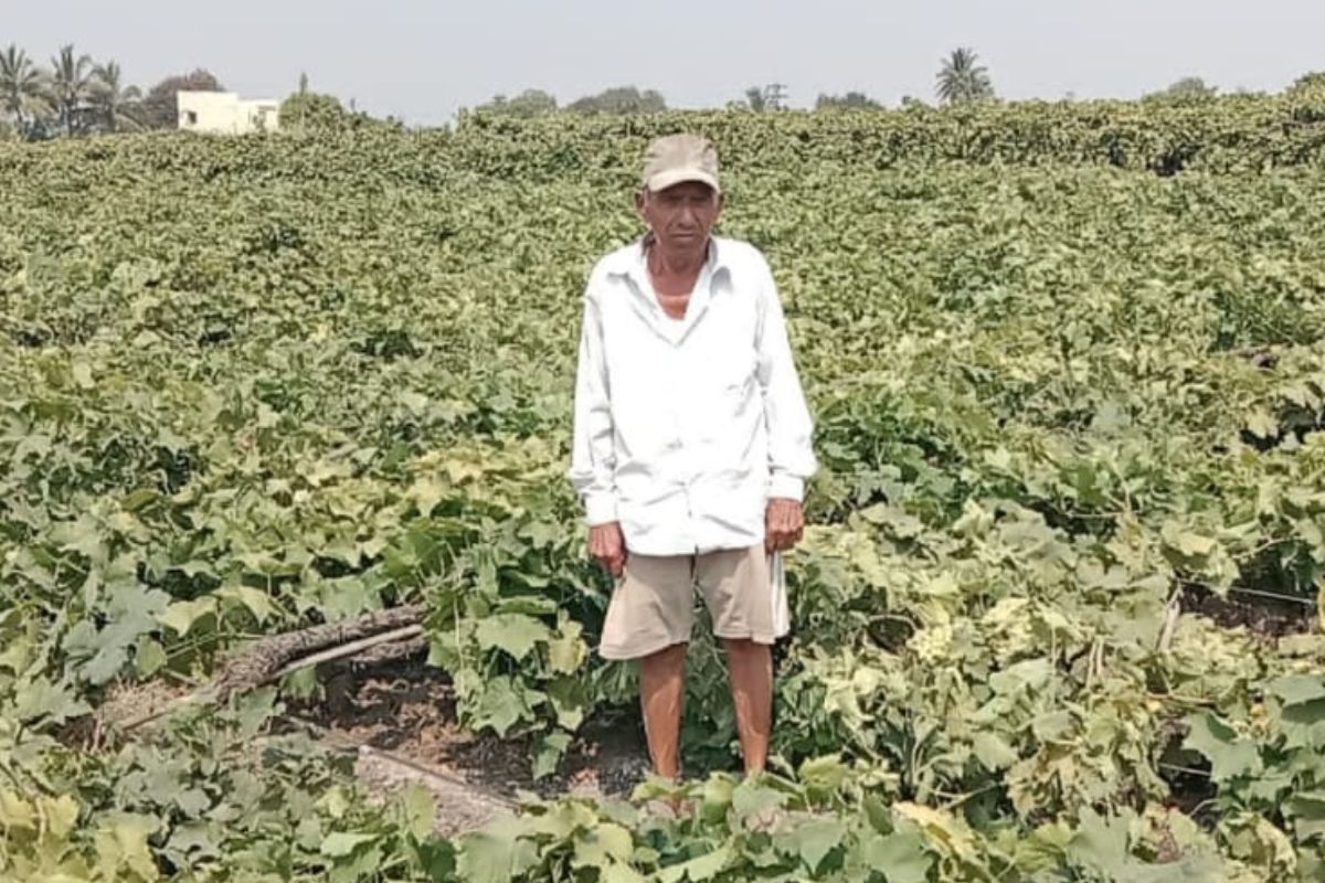 Sangli news: ऐन हंगामात कोसळली द्राक्षबाग, अस्मानी संकटाचा शेतकऱ्याला फटका!