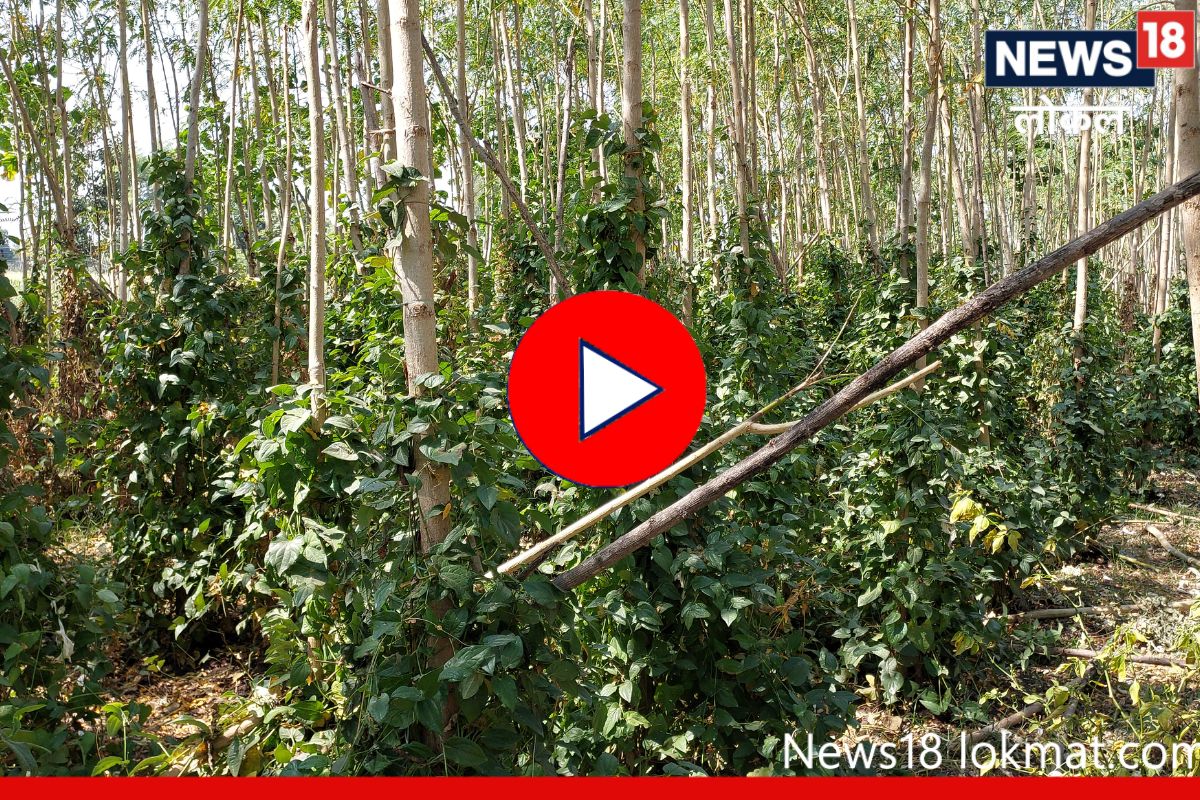 Success Story: पारंपरिक शेतीला फाटा, औषधी पिंपळीच्या शेतीतून मिळवला लाखोंचा नफा, Video