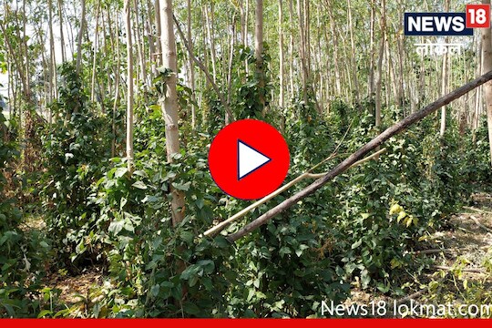 Success Story: पारंपरिक शेतीला फाटा, औषधी पिंपळीच्या शेतीतून मिळवला लाखोंचा नफा, Video