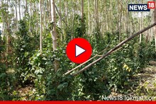Success Story: पारंपरिक शेतीला फाटा, औषधी पिंपळीच्या शेतीतून मिळवला लाखोंचा नफा, Video