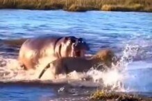 VIDEO: पाणघोड्याने फोडला जंगलाच्या राजाला घाम; सिंहाची अवस्था पाहून व्हाल शॉक VIDEO: पाणघोड्याने फोडला जंगलाच्या राजाला घाम; सिंहाची अवस्था पाहून व्हाल शॉक