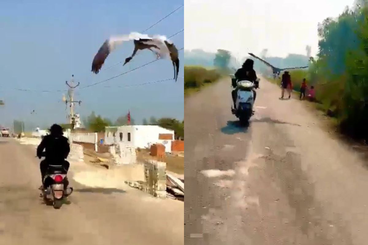 तरुणाने वाचवला जखमी पक्षाचा जीव; परतफेड म्हणून पक्षाने जे केलं ते मन जिंकणारं, पाहा VIDEO