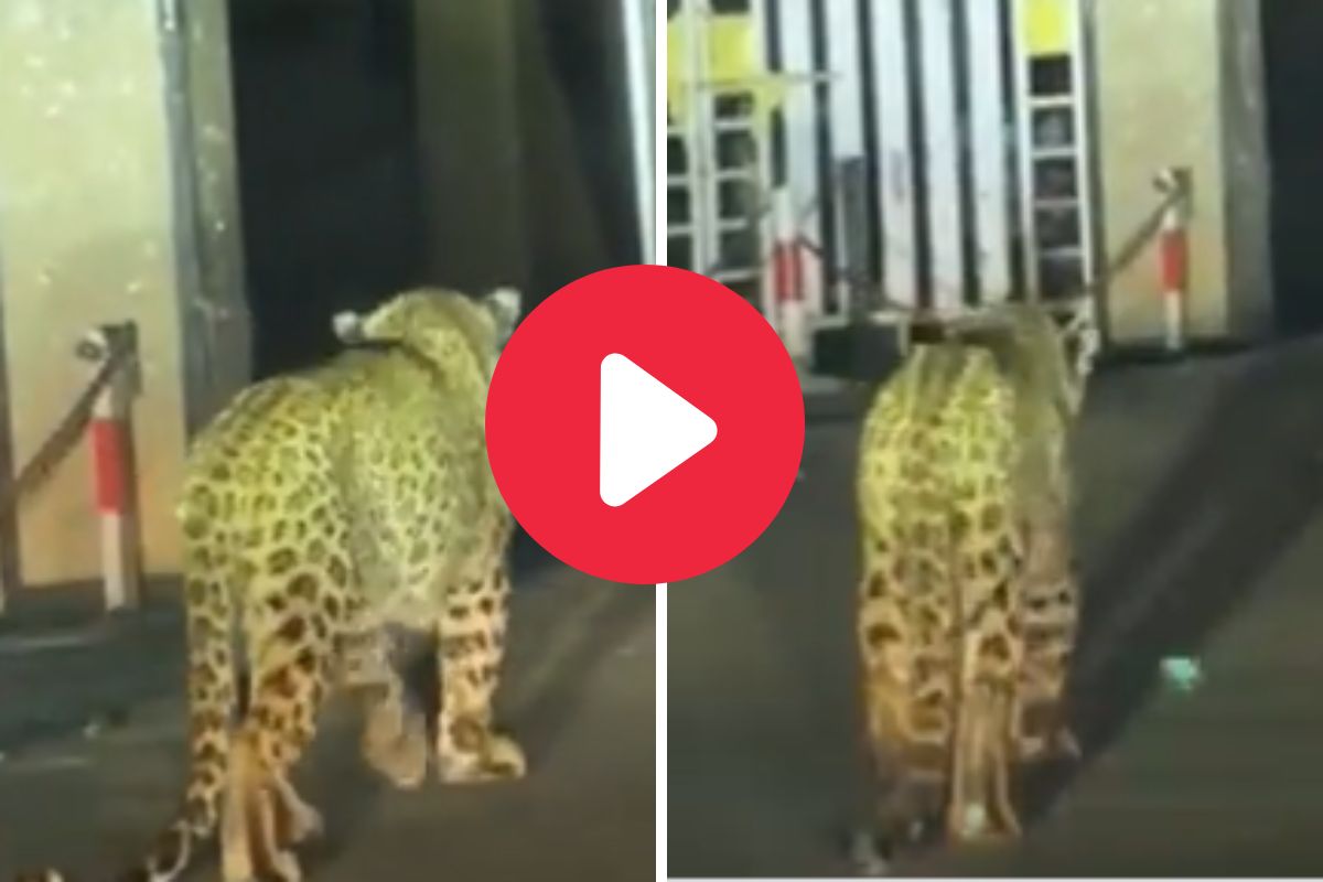 व्हायरल व्हिडीओ