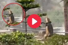 दंगल सुरूये की रोमान्स, दोन प्राण्यांचा Video पाहून नेटकरी बुचकळ्यात दंगल सुरूये की रोमान्स, दोन प्राण्यांचा Video पाहून नेटकरी बुचकळ्यात