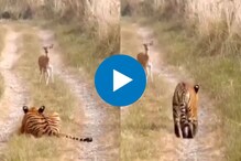 वाघाला पाहून हरीण सुन्न, पुढं जे झालं ते हृदय पिळवटणारं, पाहा VIDEO वाघाला पाहून हरीण सुन्न, पुढं जे झालं ते हृदय पिळवटणारं, पाहा VIDEO