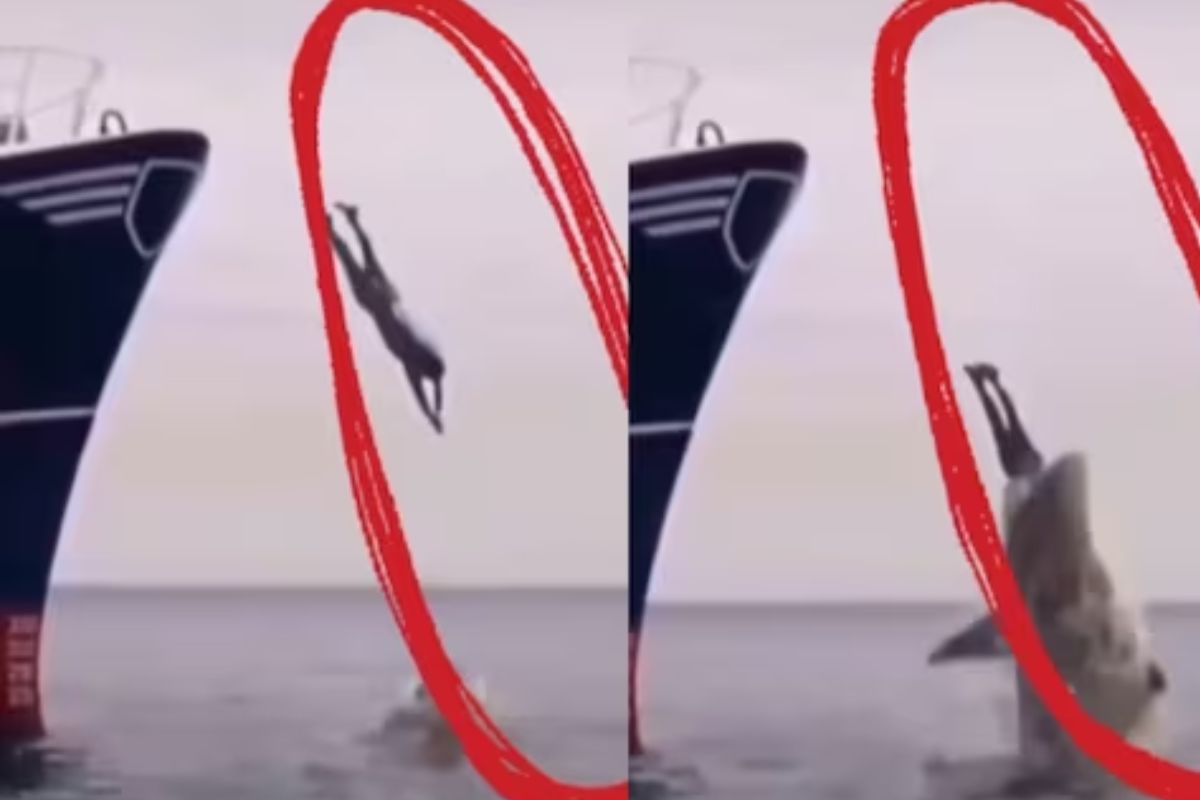 तरुणाने जहाजावरुन समुद्रात घेतली उडी; शार्कने हवेतच गिळून घेतलं अन्..., धडकी भरवणारा VIDEO