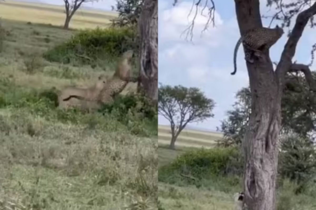 जेव्हा बिबट्या आणि सिंहिण आपसात भिडतात; कोणी जिंकली लढाई? पाहा VIDEO