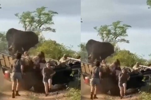 हे लोक हत्तीजवळ जाताच हत्तीला राग येतो. मग एक मोठा हत्ती पर्यटकांच्या वाहनासमोर आला आणि त्याने रस्ता अडवला. एवढंच नाही तर वाहन उलटविण्याचाही प्रयत्न सुरू केला