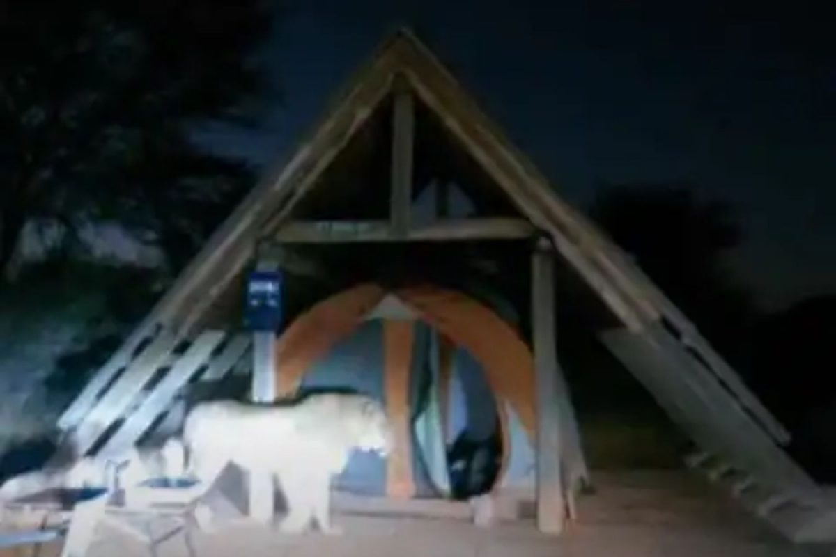 जंगलात कॅम्पिंगचा आनंद घेत होते पर्यटक; अचानक सिंह तिथे पोहोचला अन्.., पाहा काय घडलं..VIDEO