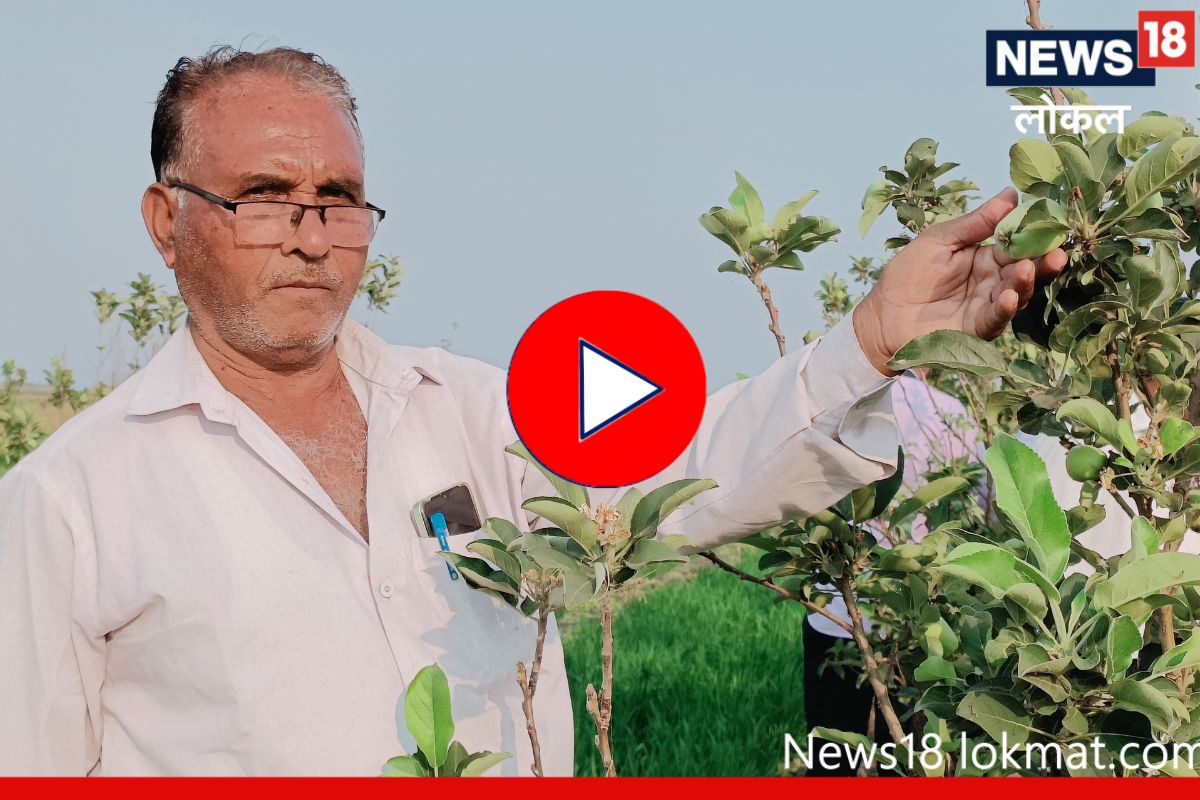 Success Story: अहमदनगरमध्ये पिकवले हिमालयातील सफरचंद, पाहा कसा केला यशस्वी प्रयोग, Video