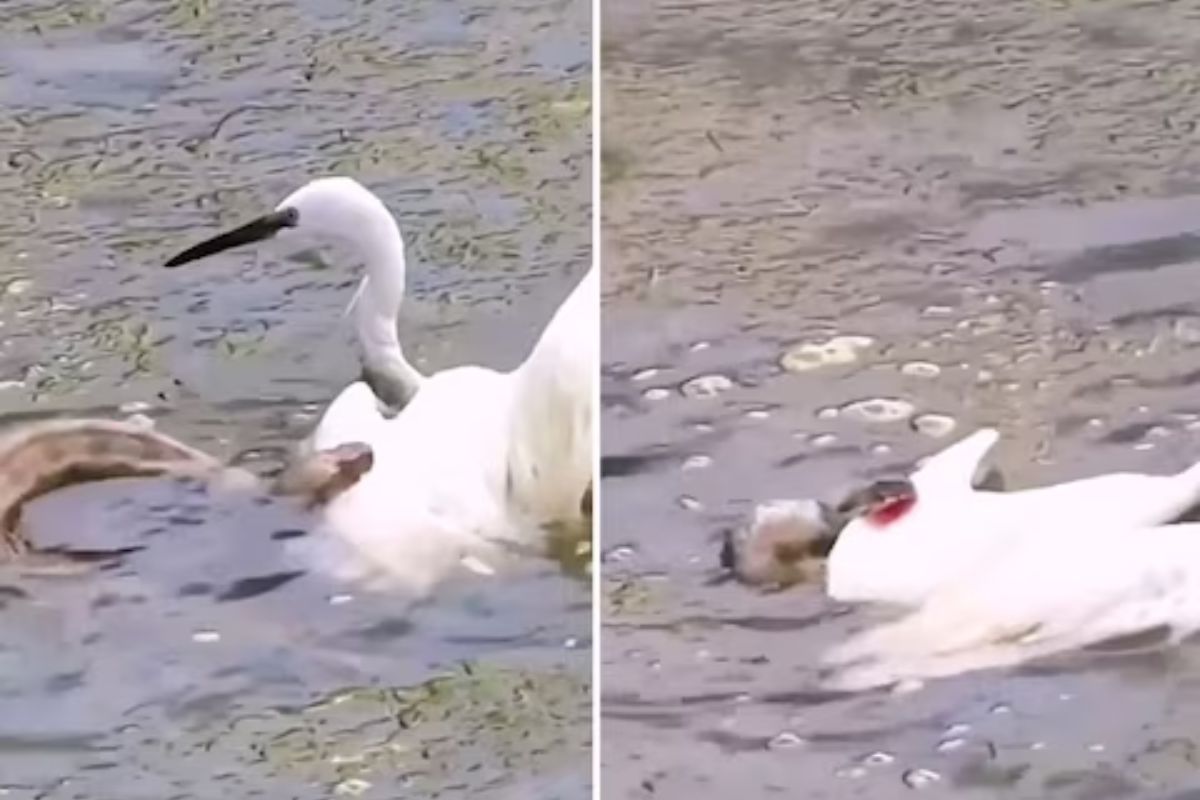 पाण्यात पक्षासोबत भिडला भलामोठा साप; दोघांच्या खतरनाक लढाईचा चकित करणारा शेवट..VIDEO