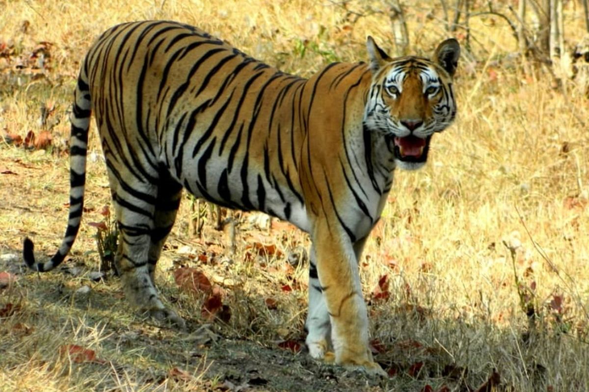 Wardha News: वर्ध्यात वाघ, बिबट्याची दहशत; 11 महिन्यांत 8 ठार, 74 जखमी