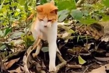 मांजर आणि सापाच्या जबर लढाईचा VIDEO; कोण जिंकलं पाहा, शेवट आश्चर्यकारक