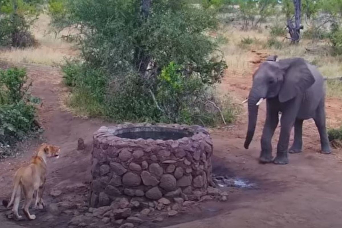 समोर सिंह दिसताच हत्तीनं केलं असं काही की पाहून हसू आवरणार नाही...मजेशीर VIDEO