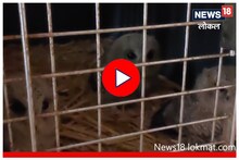 Wardha News:..अन् घुबडाच्या पिलांना मिळाला निवारा, पाहा कसं मिळालं जीवदान? Video