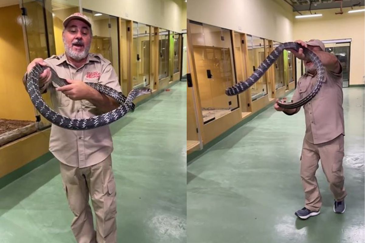 व्यक्तीने पकडला 9 फूट लांब साप; त्याने कॅमेऱ्यासमोरच केला हल्ला अन्..., अंगावर काटा आणणारा VIDEO