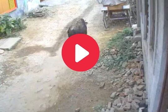व्हायरल व्हिडीओ