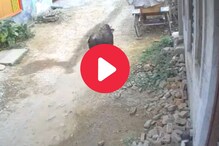 भटक्या बैलाचा चिमुकल्यावर जीवघेणा हल्ला, भयानक Video आला समोर