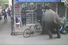 चवताळलेला हत्ती गर्दीत घुसला; धावू लागले लोक, तरी तो तावडीत सापडलाच अन्..VIDEO