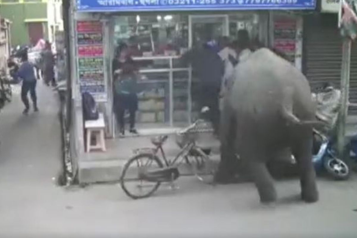 चवताळलेला हत्ती गर्दीत शिरतो तेव्हा..! सगळं सोडून धावू लागले लोक, तरी 'तो' तावडीत सापडलाच अन्.., VIDEO