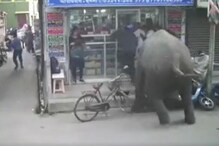 चवताळलेला हत्ती गर्दीत घुसला; धावू लागले लोक, तरी तो तावडीत सापडलाच अन्..VIDEO