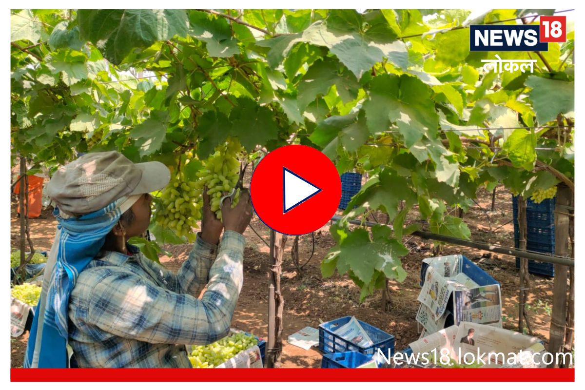 Sangli News: सांगलीतून द्राक्ष निर्यात वाढली, पण शेतकऱ्यांना बसला कोट्यवधींचा गंडा, Video